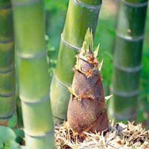 Tunas Bambu
